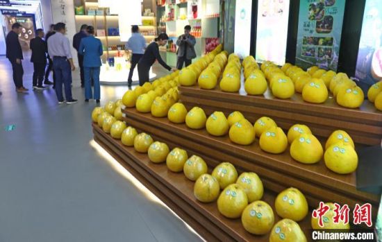 图为江西省上饶市广丰区西坛马家柚标准果园展示的马家柚。刘占昆 摄