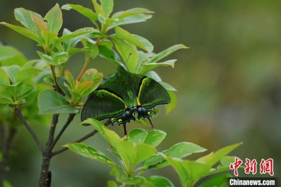 近日，江西九连山国家级自然保护区科研团队拍摄到的金斑喙凤蝶高清照片。卓小海 摄