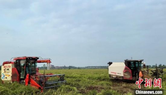 图为在江西省南昌市南昌县塘南镇近港村，农户们正利用农机进行油菜收割作业。受访者供图