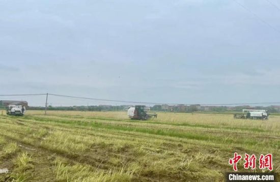 图为在江西省南昌市南昌县蒋巷镇，农户们正驾驶农机收割油菜。受访者供图